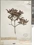 Ternstroemia sylvatica Schltdl. & Cham.