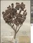 Ternstroemia sylvatica Schltdl. & Cham.