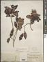 Ternstroemia sylvatica Schltdl. & Cham.