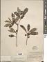 Ternstroemia sylvatica Schltdl. & Cham.