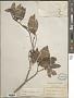Ternstroemia sylvatica Schltdl. & Cham.