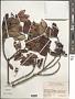 Ternstroemia tepezapote Schltdl. & Cham.