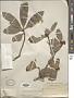Ternstroemia tepezapote Schltdl. & Cham.