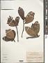 Ternstroemia tepezapote Schltdl. & Cham.