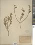Tetraclea coulteri A. Gray