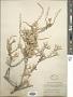 Tetradymia spinosa Hook. & Arn.