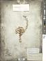 Tetradymia spinosa Hook. & Arn.