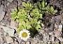 Tetramolopium rockii Sherff