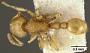 Tetramorium salomo