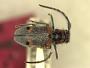 Tetraopes batesi