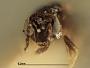 Tetrastichus silvaticus