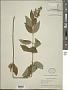 Teucrium canadense L.