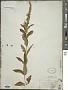 Teucrium canadense L.