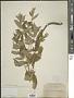 Teucrium canadense L.