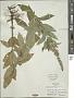 Teucrium canadense L.