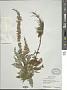 Teucrium canadense L.