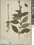 Teucrium canadense L.