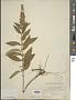Teucrium canadense L.