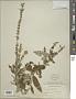 Teucrium canadense L.