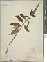 Teucrium canadense L.