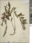 Teucrium canadense L.