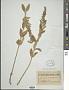 Teucrium canadense var. occidentale (A. Gray) E. M. McClint. & Epling
