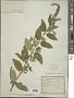 Teucrium canadense var. occidentale (A. Gray) E. M. McClint. & Epling