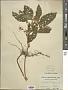 Teucrium japonicum Houtt.