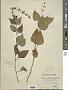Teucrium japonicum Houtt.