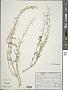 Teucrium oliverianum Ging. ex Benth.