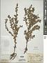 Teucrium scordium L.