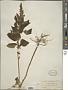 Teucrium vesicarium Mill.