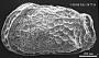 Thaerocythere sp.