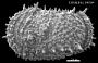 Thalassocythere acanthoderma ? (Brady, 1880)