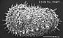Thalassocythere acanthoderma (Brady, 1880)