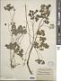 Thalictrum dioicum L.