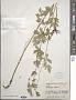 Thalictrum flavum L.