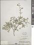 Thalictrum foetidum L.