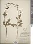 Thalictrum polycarpum (Torr.) S. Watson
