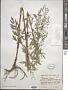 Thalictrum simplex L.