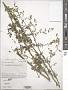 Thalictrum simplex L.