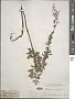 Thalictrum simplex L.