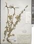 Thalictrum simplex L.