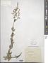 Thalictrum simplex L.