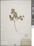 Thalictrum sp.