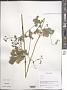Thalictrum sp.