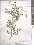 Thalictrum sp.
