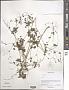 Thalictrum sp.