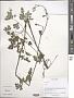 Thalictrum sp.