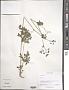 Thalictrum sp.